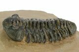 Phacopid (Acastoides) Trilobite - Foum Zguid, Morocco #359148-1